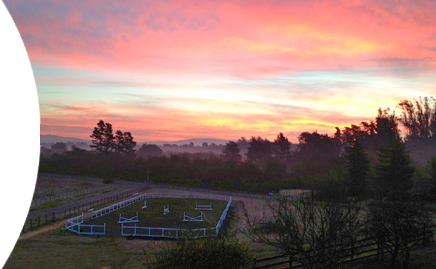 Our horse boarding services include maintained facilities, turning out on the grass, and visual checks day and night.