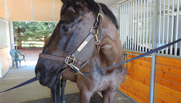 Six stall MD barn with large tack room.