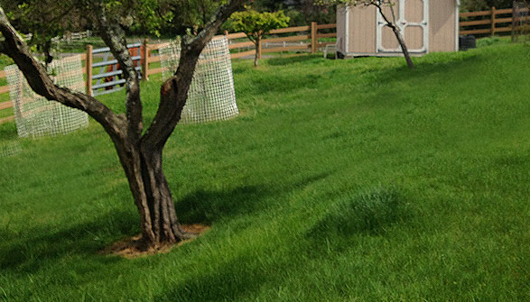 Multiple grassy turnouts.